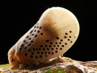 Poekilloptera sp. (Auchenorrhyncha: Flatidae; French Guiana)